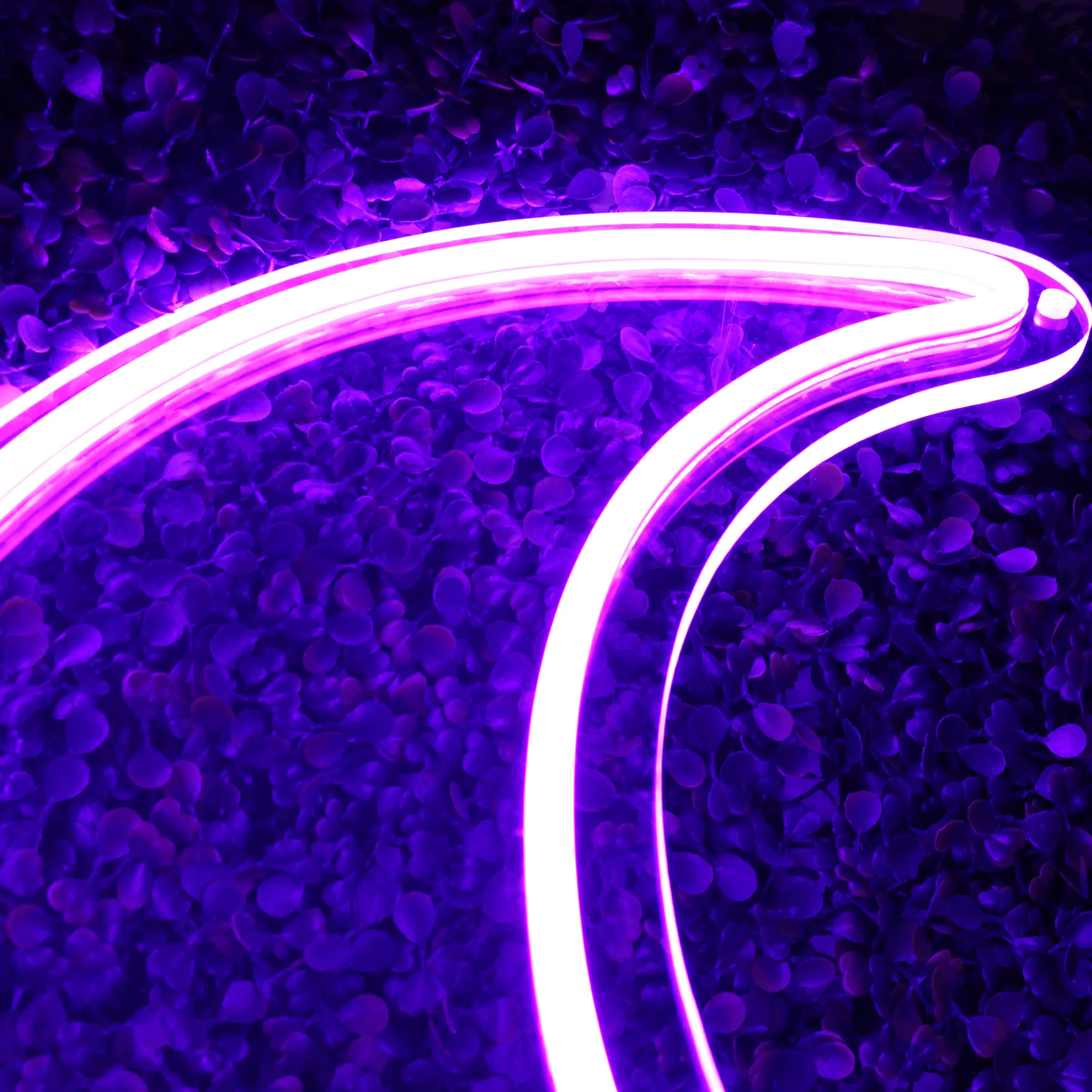 Néon Lune Violet de près